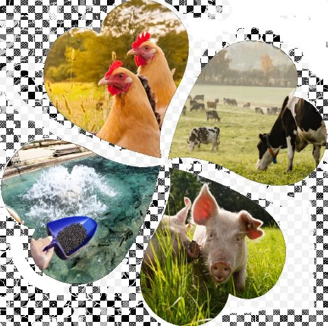 Pure fenbendazole powder comes in liquid