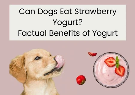 Benefits of Strawberry Yogurt for dog Benefits of Strawberry Yogurt for dog