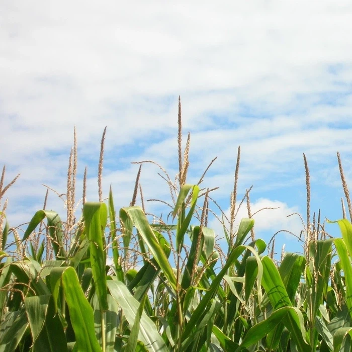 How to use chitosan in agriculture How to use chitosan in agriculture