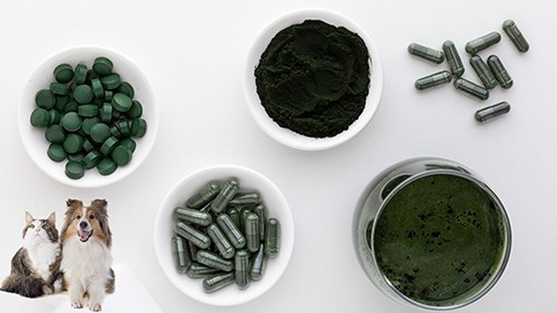 Spirulina powder for dogs Spirulina powder for dogs